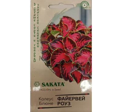 Колеус Файервей Роуз, 4 шт., Саката Гавриш