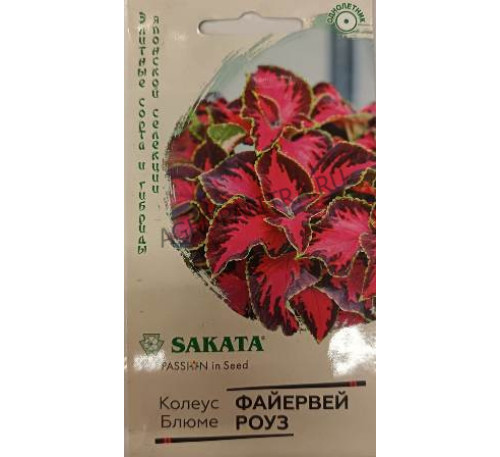 Колеус Файервей Роуз, 4 шт., Саката Гавриш