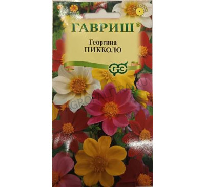 Георгина Пикколо смесь, 0,3 г, Гавриш