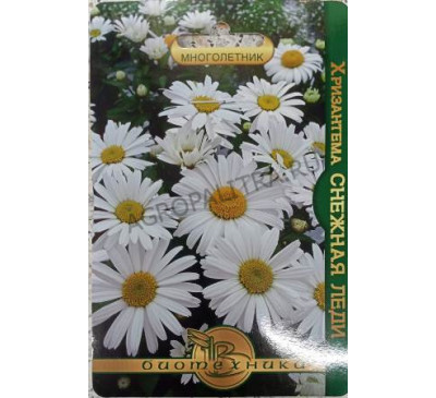 Хризантема Снежная Леди Биотехника