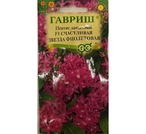 Пентас ланцетный Счастливая звезда фиолетовая F1, 3 шт., Гавриш