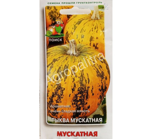 Тыква мускатная, Поиск